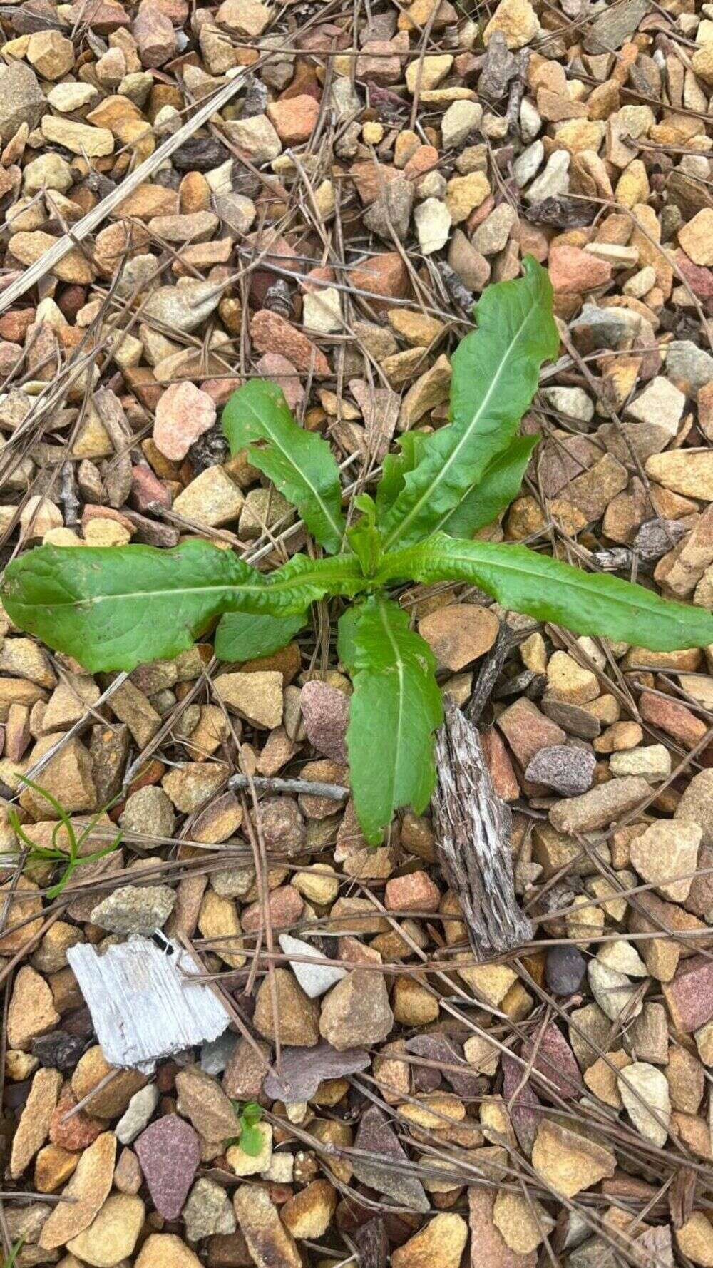 Wild Lettuce - Weedopedia - additional view